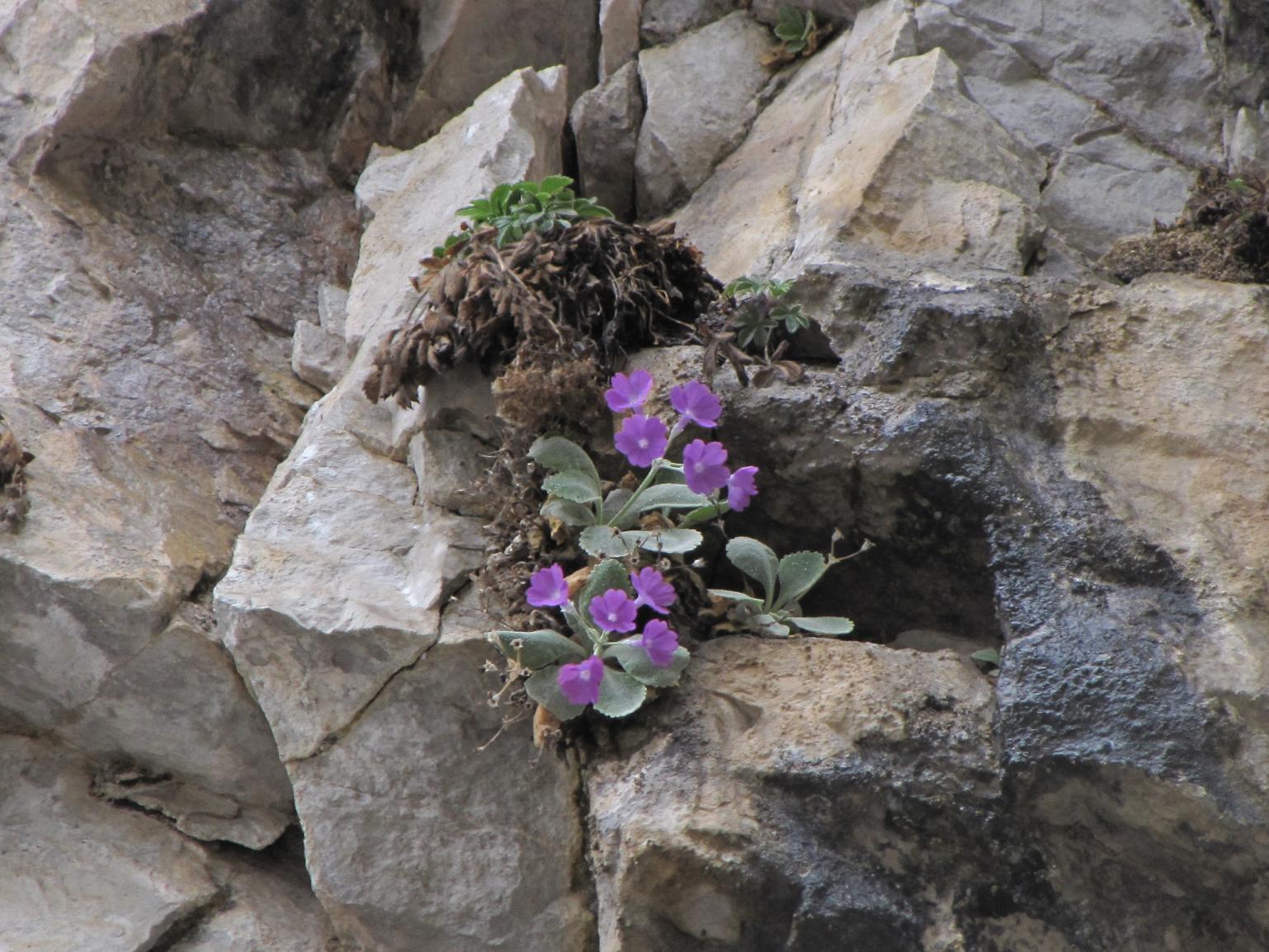 Primula albenensis / Primula del M. Alben